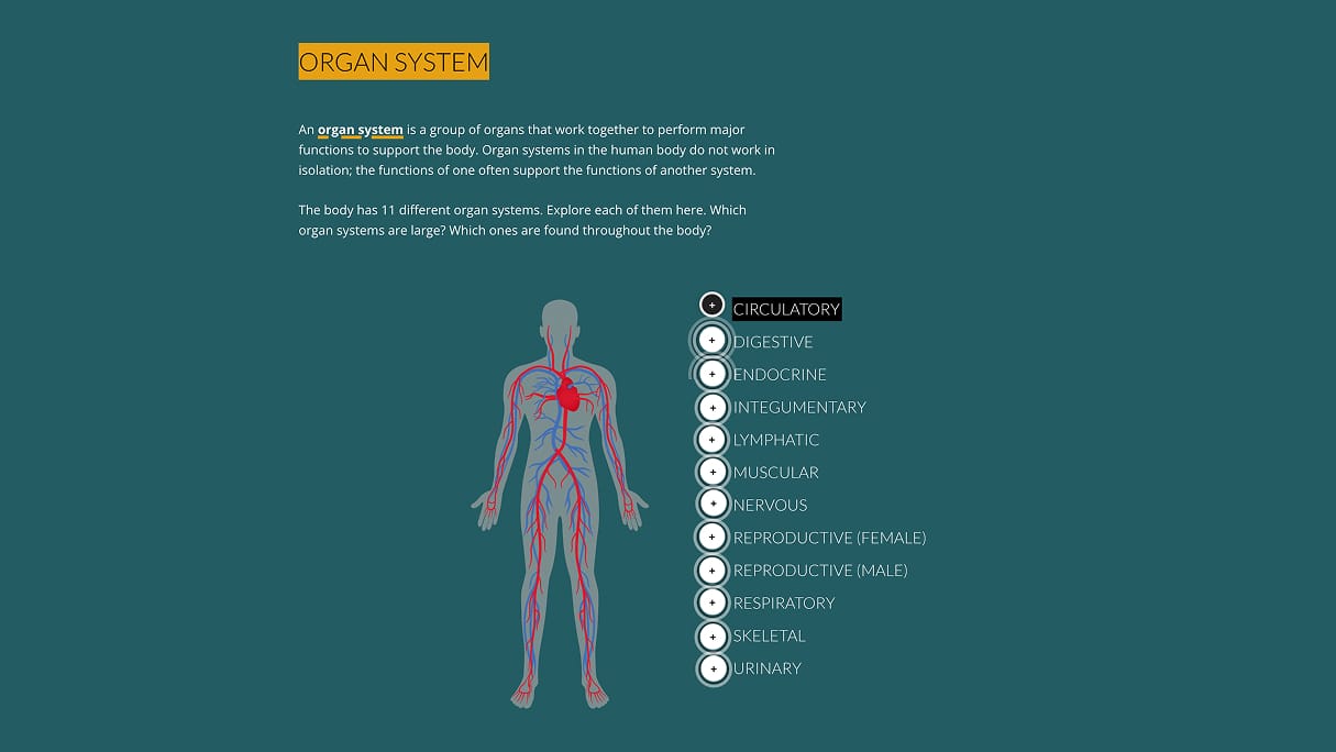 Organ System